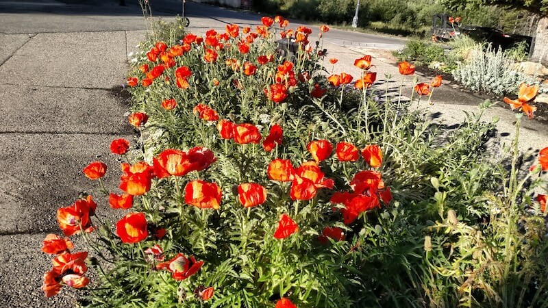 landscaping in Summit County, CO